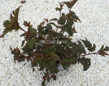 Пузыреплодник калинолистный Хамелеон (Physocarpus opulifolius 'Chameleon')