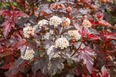 Пузыреплодник калинолистный Литтл Грини (Physocarpus opulifolius 'Little Greeny')