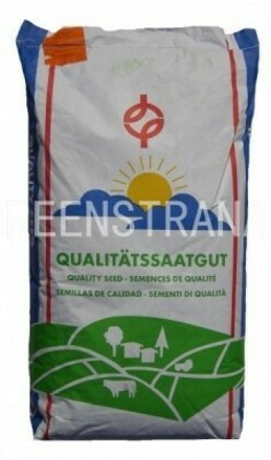 Овсяница красная красная Реверент (Festuca rubra rubra 'Reverent')