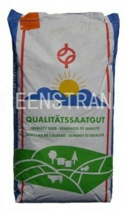 Мятлик луговой Меркурий (Poa pratensis 'Mercury')