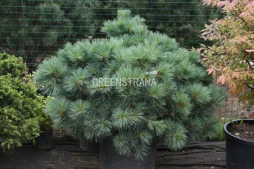Сосна веймутова Радиата 'Pinus strobus Radiata'