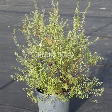 Спирея серая Грациоза (Spiraea x cinerea 'Graciosa')