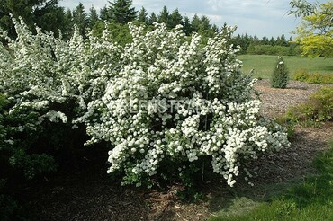 Спирея трехлопастная (Spiraea trilobata)