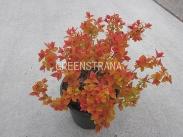 Спирея японская Дабл Плей Биг Бэнг (Spiraea japonica 'Double Play Big Bang')