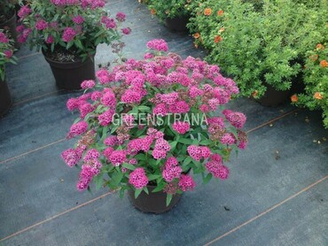 Спирея японская Неон Флэш (Spiraea japonica 'Neon Flash')