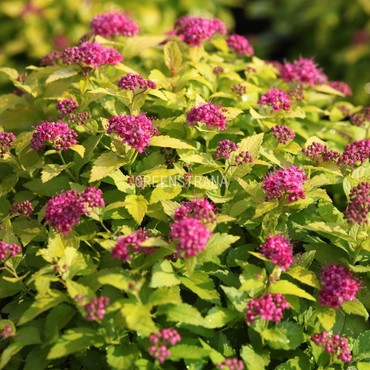 Спирея японская Пинк энд Голд (Spiraea japonica 'Pink and Gold')