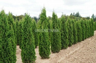 Туя западная Дегрут Спайер (Thuja occidentalis 'Degroot's Spire')