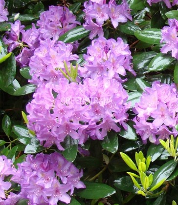 Рододендрон катевбинский Бурсо (Rhododendron catawbiense 'Boursault')