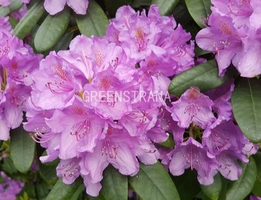 Рододендрон катевбинский Грандифлорум (Rhododendron catawbiense 'Grandiflorum')