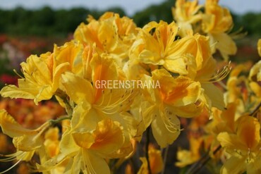 Азалия листопадная Дэвиси (Rhododendron 'Daviesii')