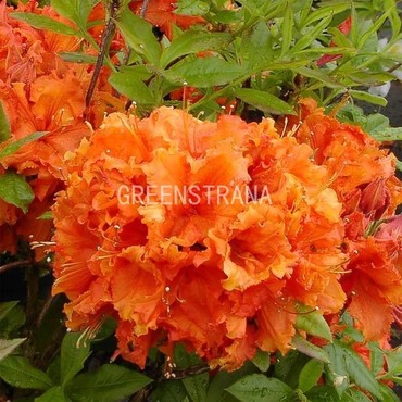 Азалия листопадная Гибралтар (Rhododendron 'Gibraltar')
