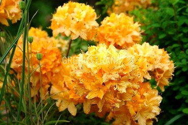 Азалия листопадная Голден Игл (Rhododendron 'Golden Eagle')