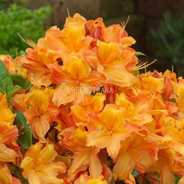 Азалия листопадная Голдфлейм (Rhododendron 'Goldflame')