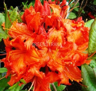 Азалия листопадная Хотспур Ред (Rhododendron 'Hotspur Red')