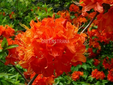 Азалия листопадная Конигин Эмма (Rhododendron 'Koningin Emma')