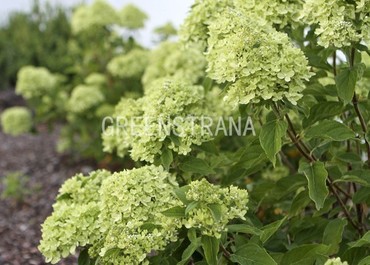 Гортензия древовидная Лайм Рики (Hydrangea arborescens 'Lime Rickey')