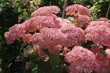 Гортензия древовидная Пинк Аннабель (Hydrangea arborescens 'Pink Annabelle')