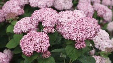 Гортензия древовидная Свит Аннабель (Hydrangea arborescens 'Sweet Annabelle')