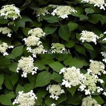 Гортензия лучистая (Hydrangea radiata)