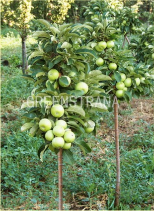 Яблоня колоновидная Русские Лапочки (Malus domestica 'Russkie Lapochki')