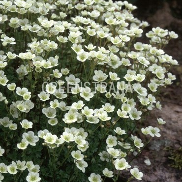 Камнеломка Арендса Сноу Карпет (Saxifraga x arendsii 'Snow Carpet')