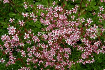 Камнеломка тенистая Вариегата (Saxifraga umbrosa 'Variegata')