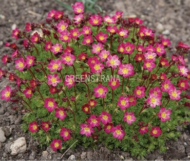 Камнеломка Арендса Перпл Роуб (Saxifraga x arendsii 'Purple Robe')