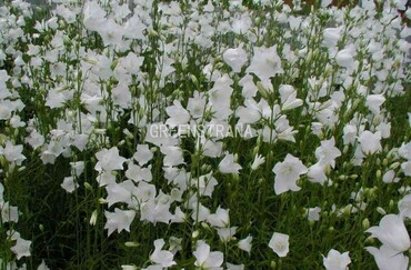 Колокольчик персиколистный Альба (Campanula persicifolia 'Alba')