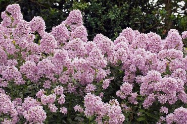 Колокольчик молочноцветковый Лоддон Анна (Campanula lactiflora 'Loddon Anne')