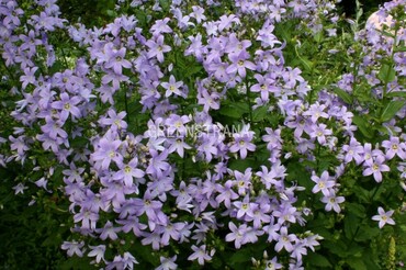 Колокольчик молочноцветковый Причардс Вариети (Campanula lactiflora 'Prichard's Variety')