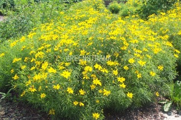 Кореопсис мутовчатый Загреб (Coreopsis verticillata 'Zagreb')
