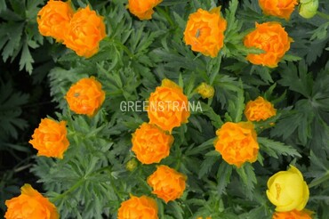 Купальница культурная Оранж Принцесс (Trollius × cultorum 'Orange Princess')