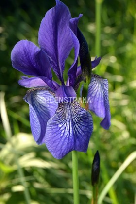 Ирис сибирский Барселона (Iris sibirica 'Barselona')