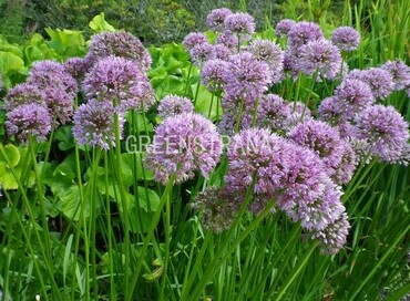 Лук поникающий (слизун) (Allium nutans)
