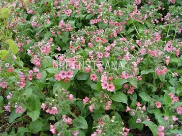 Медуница сахарная Дора Билефельд (Pulmonaria saccharata 'Dora Bielefeld')