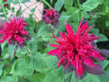 Монарда гибридная Би Лив (Monarda × hybrida 'Bee Lieve')