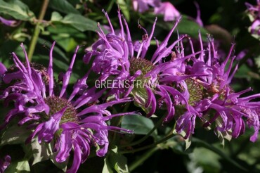 Монарда гибридная Блауштрумпф (Monarda × hybrida 'Blaustrumpf')