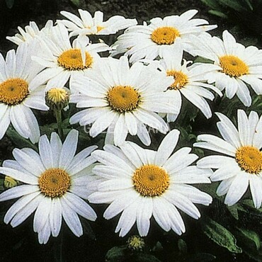 Нивяник наибольший Сноу Леди (Leucanthemum maximum 'Snow Lady')