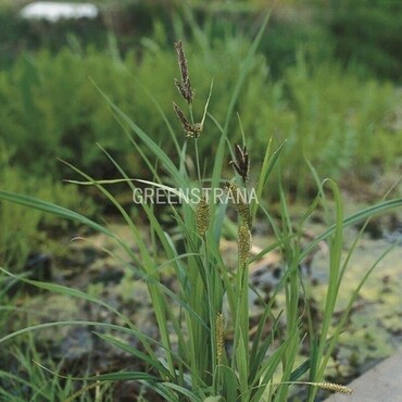 Осока береговая (Carex riparia)