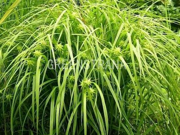 Осока Грея (Carex grayi)