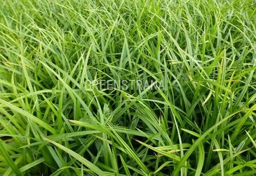 Осока обильнолистная Айриш Грин (Carex foliosissima 'Irish Green')