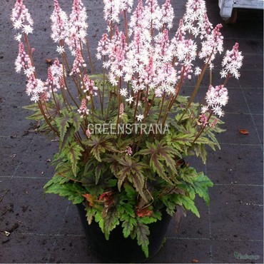 Тиарелла сердцелистная Энджел Вингс (Tiarella cordifolia 'Angel Wings')