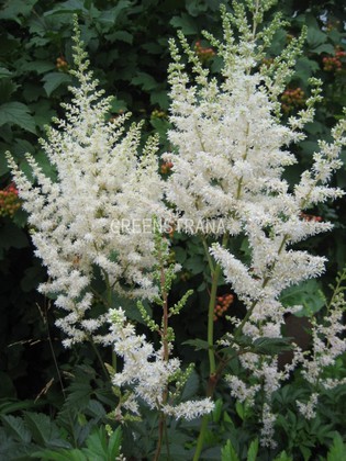 Астильба Арендса Сноустар (Astilbe × arendsii 'Snowstar')