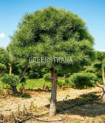 Сосна обыкновенная (Pinus sylvestris) формированная, штамб