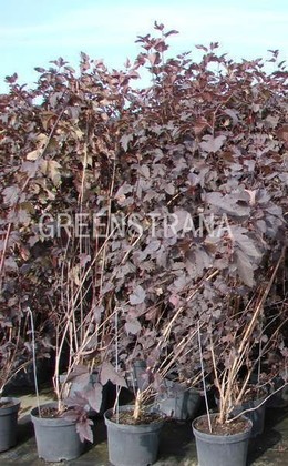 Пузыреплодник Диаболо (Physocarpus opulifolius 'Diabolo')