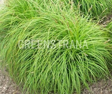 Осока гвоздичная Зе Битлз (Carex caryophyllea 'The Beatles')