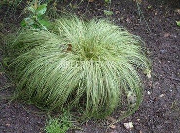 Осока косматая Фростед Курлс (Carex comans 'Frosted Curls')