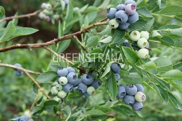 Голубика Блюголд (Vaccinium corymbosum 'Bluegold')