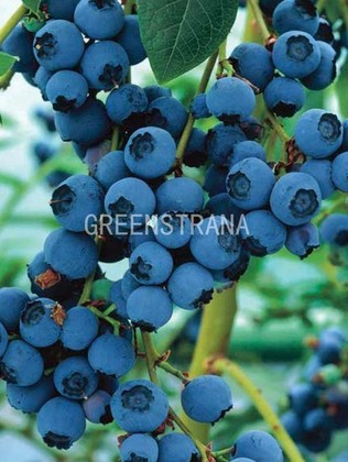 Голубика Эрлиблю (Vaccinium corymbosum 'Earlyblue')