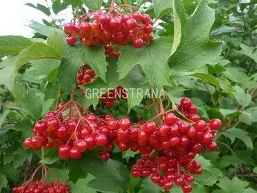 Калина красная Жолобовская (Viburnum opulus 'Zholobovskaya')